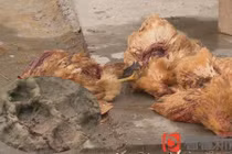 “Quái thú” bí ẩn hút khô máu hơn 200 con gà và vịt