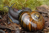 Kinh hãi ốc sên 6000 răng săn mồi chớp nhoáng