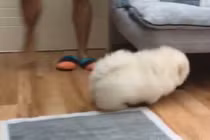 Video: Puffie hút 158.000 fan tại Instagram vì đáng yêu