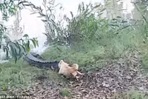 Chó đánh đuổi cá sấu dài 4m chạy trối chết