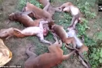 Hãi hùng tiếng hổ gầm, 12 con khỉ đột trụy tim chết tại chỗ