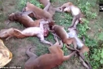 Hãi hùng tiếng hổ gầm, 12 con khỉ đột trụy tim chết tại chỗ
