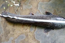 Bạc Liêu: Bắt được cá trê dài gần 1m