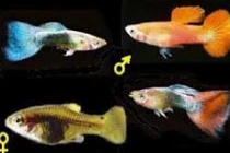 Phát hiện bất ngờ về cách dùng nọc độc của cá Meiacanthus 