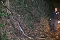 Nửa đêm, đối mặt trăn khổng lồ dài hơn 5 m