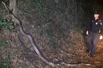 Nửa đêm, đối mặt trăn khổng lồ dài hơn 5 m