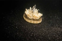 Lật tẩy bí ẩn giấc ngủ của động vật "không có não"