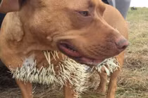 Chó tấn công nhím nhận “cái kết đắng”