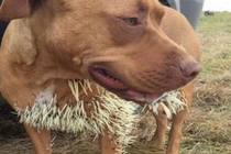 Chó tấn công nhím nhận “cái kết đắng”