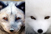 Ai cũng ngỡ "ma thuật", chỉ khi những động vật này phô bộ mặt thật...