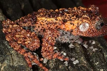 Những sinh vật kỳ quái nhất trong những loài lưỡng cư Việt Nam