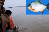 Sự thật ít biết về cá chim trắng phóng sinh xuống sông Hồng