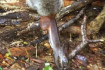 Kinh dị loài sóc ma cà rồng ở ĐNA có sở thích hút máu