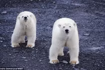 Khiếp đảm gấu hung dữ bao vây một ngôi làng ở Nga