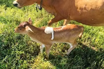 Chú bê kỳ dị có chân... mọc trên lưng 