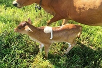 Chú bê kỳ dị có chân... mọc trên lưng 