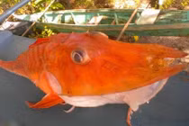 Cá biển "bọc thép" quý hiếm sa lưới ngư dân