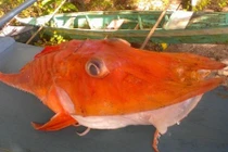 Cá biển "bọc thép" quý hiếm sa lưới ngư dân