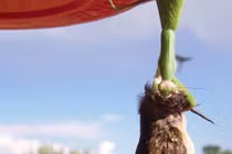 Cảnh bọ ngựa ăn thịt chim ruồi gây sốc nặng