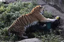 10 phút kinh hoàng của người chăm sóc bị hổ cắn xé