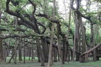 Cận cảnh cây đa khổng lồ to bằng cả khu rừng