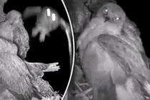 Chúa tể bầu trời bị chim cú tóm sống, xé xác trên không