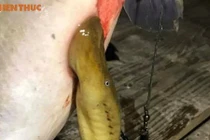 Bắt được “quái vật hút máu” với răng ma cà rồng ở Hà Nội