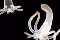 Vẻ đẹp trong suốt "không tì vết" của sinh vật biển sâu