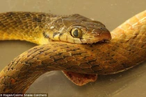 Nguyên nhân loài rắn ăn đuôi để "tự sát" được hé lộ