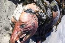 Quái vật dị dạng dạt bờ biển nhìn thấy gặp ác mộng