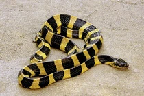 Tường tận loài rắn độc của Việt Nam khiến lính Mỹ dựng tóc gáy