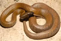 Sự thật thú vị về 11 loài rắn độc trên thế giới