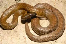Sự thật thú vị về 11 loài rắn độc trên thế giới