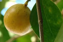 Kinh dị cây độc nhất thế giới "quả táo nhỏ của thần chết" 