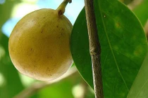 Kinh dị cây độc nhất thế giới "quả táo nhỏ của thần chết" 