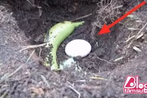 Chồng chôn chuối xanh và trứng xuống đất, sự thật khiến vợ “chết đứng“