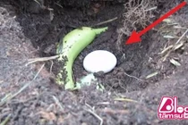 Chồng chôn chuối xanh và trứng xuống đất, sự thật khiến vợ “chết đứng“