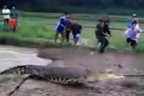 Cá sấu khổng lồ lên bờ đuổi dân làng Indonesia chạy "té khói"
