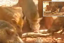 Kịch tính cảnh đàn lợn xé xác trăn dám nuốt lợn con