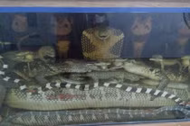 Tận mắt mãng xà nặng 45kg giữa thủ đô Hà Nội