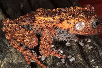 Đây chính là top lưỡng cư kỳ quái bậc nhất Việt Nam