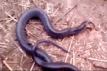 Rắn độc mưu mô há miệng giả chết đánh lừa người