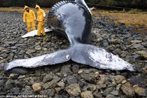 Bão Mặt trời khiến nhiều động vật bị mắc cạn?