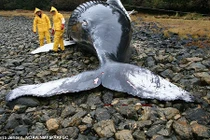 Bão Mặt trời khiến nhiều động vật bị mắc cạn?