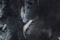 Có gì ở nơi sâu nhất Trái đất?