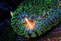 Top ảnh thiên nhiên đẹp mê hồn do National Geographic vừa công bố 