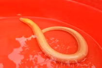 Lạ: Lươn vàng 3 lần mắc lưới của ngư dân đánh cá?