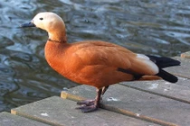 Kỳ thú loài vịt vàng bay vượt dãy Himalaya để sinh sản