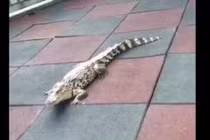 Tá hỏa phát hiện cá sấu lang thang trong nhà trẻ