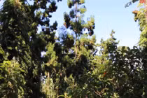 Cận cảnh cây thủy tùng gần 1.000 năm tuổi ở Đắk Lắk